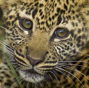 leopard cub